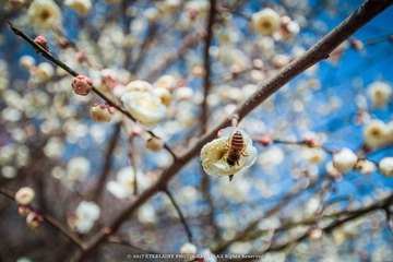 IMG_6672-11