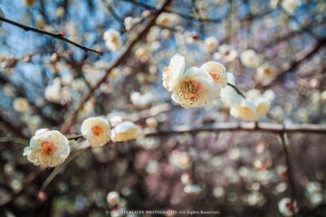 IMG_6673-12