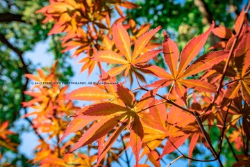 IMG_9372-1