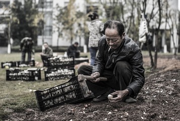 种栽