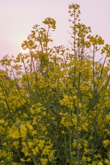 TH_05822