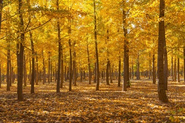 _DSC0933h