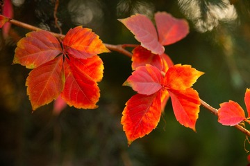 _DSC0368h