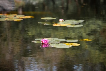 _DSC4446h