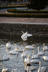 _DSC6390h