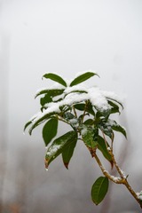 _DSC7274h