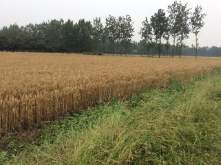 964982