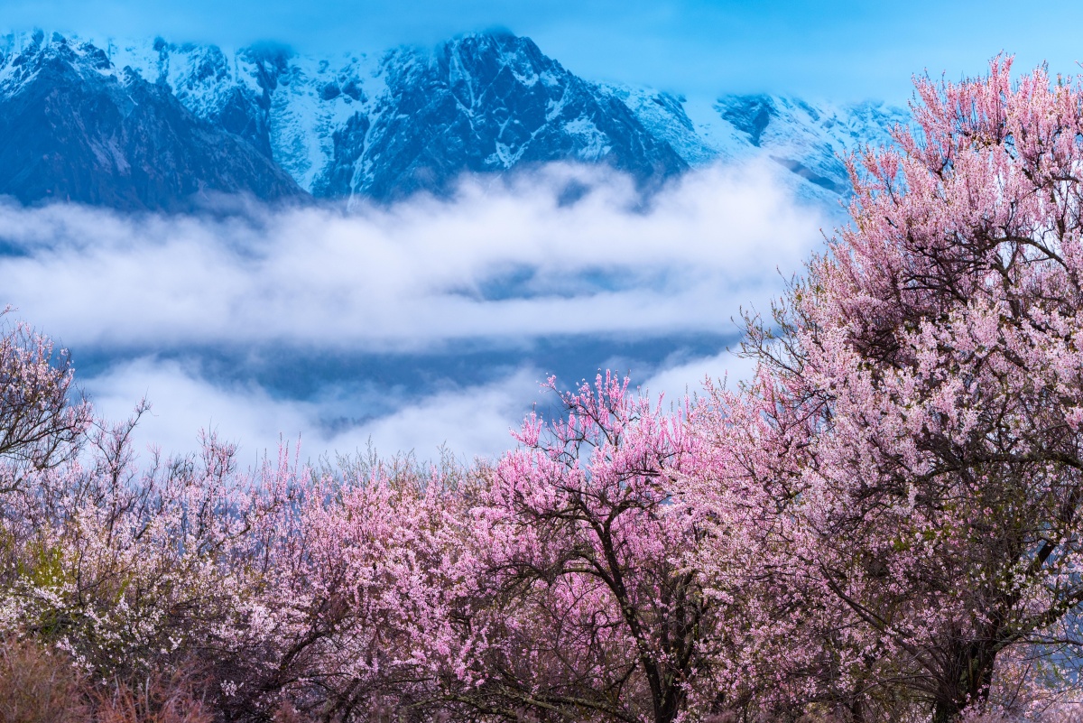 索松村清晨的桃花和云雾中的南迦巴瓦