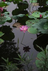 IMGP4684.jpg