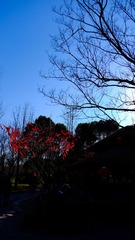 冬·树
