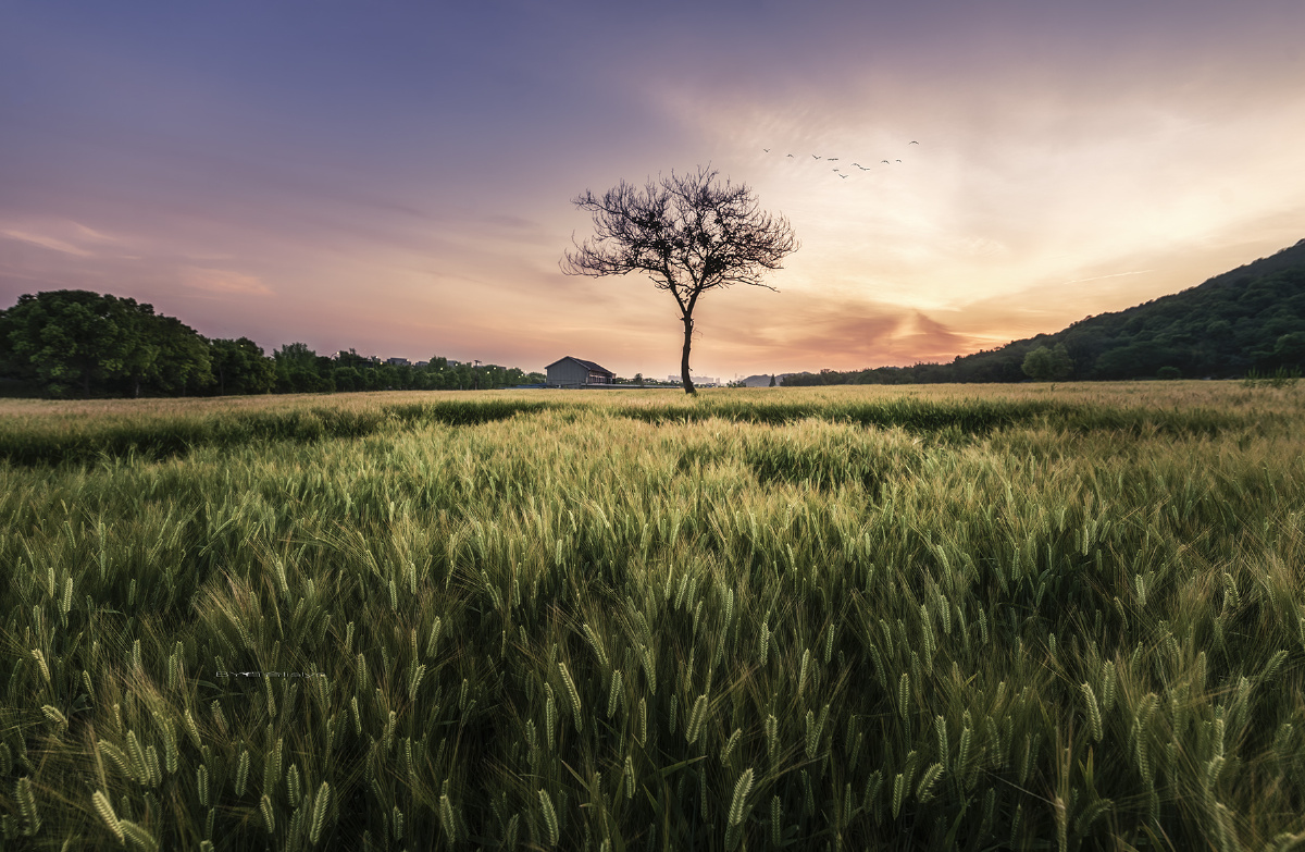 在希望的田野上