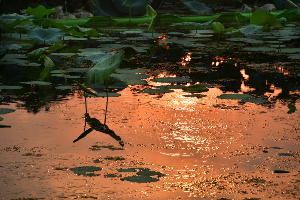 荷塘夕阳