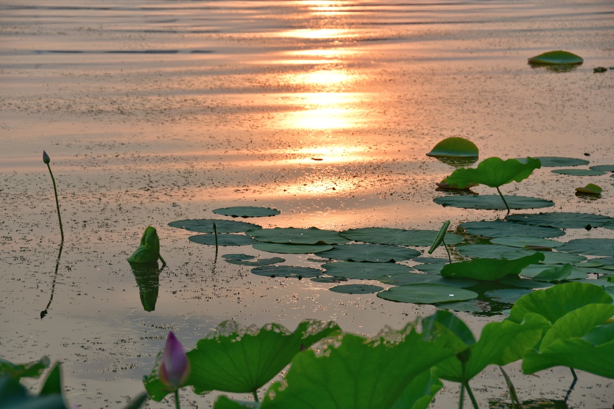夕阳下的荷塘