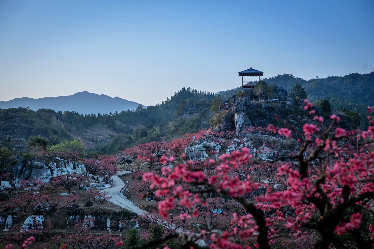 春满桃花源