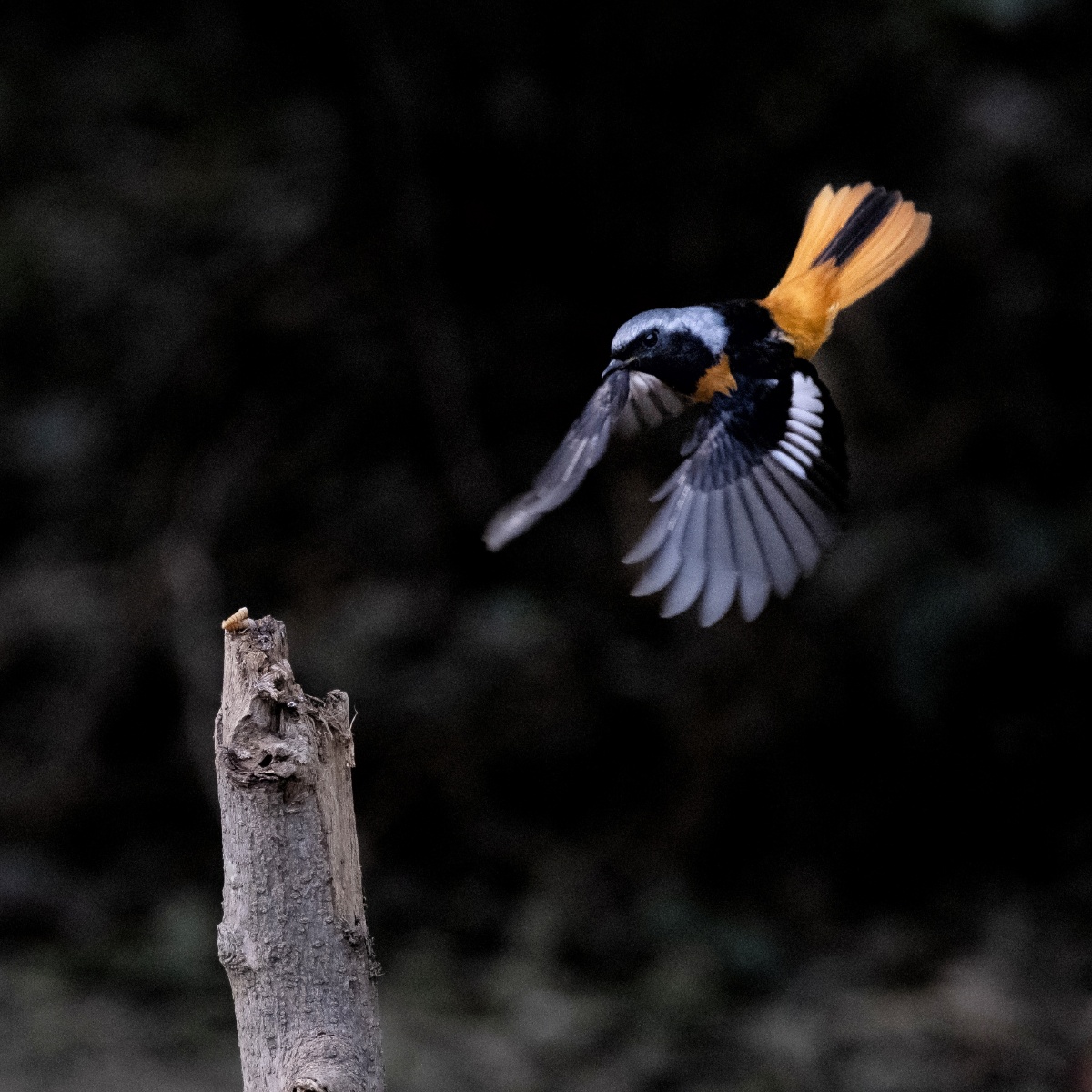 北红尾鸲揾食艰难 - 大胡2 - 图虫