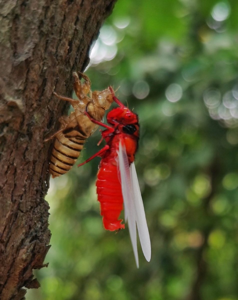 红蝉出壳