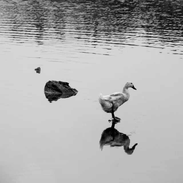 驻立 - 佳能, 旅行, 黑白, 动物, 摄影 - 灰色影调 -