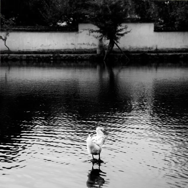 驻立 - 佳能, 旅行, 黑白, 动物, 摄影 - 灰色影调 -