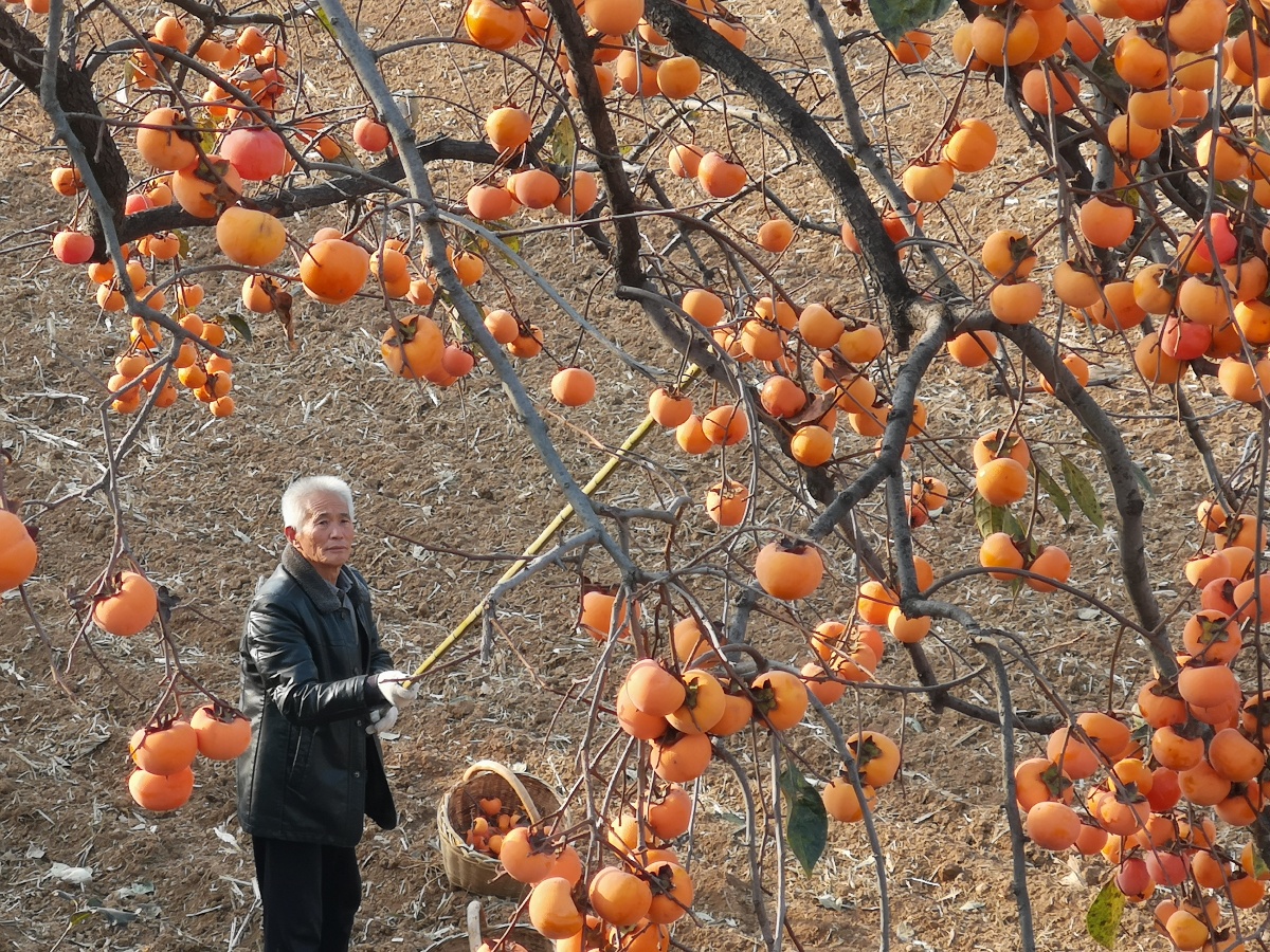 平陆县古庄村张成魁家柿子喜获丰收