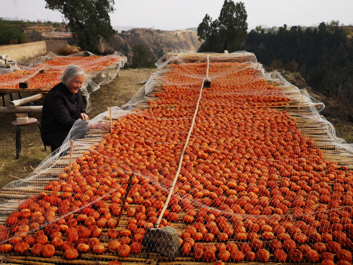 万荣县薛村沟村民晒柿饼