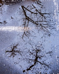 化春雪，梨花开