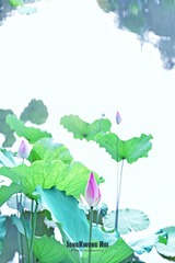 DSC05670-01