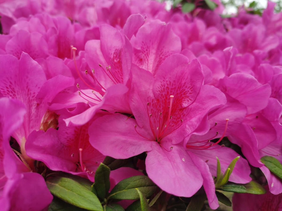 红艳艳的映山红