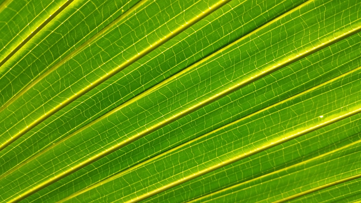 绿色脉络 - 二口 - 图虫