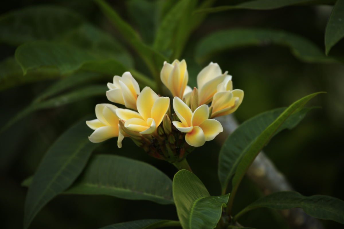 鸡蛋花〈缅栀子〉,摄于海南省陵水县〈中信香水湾.