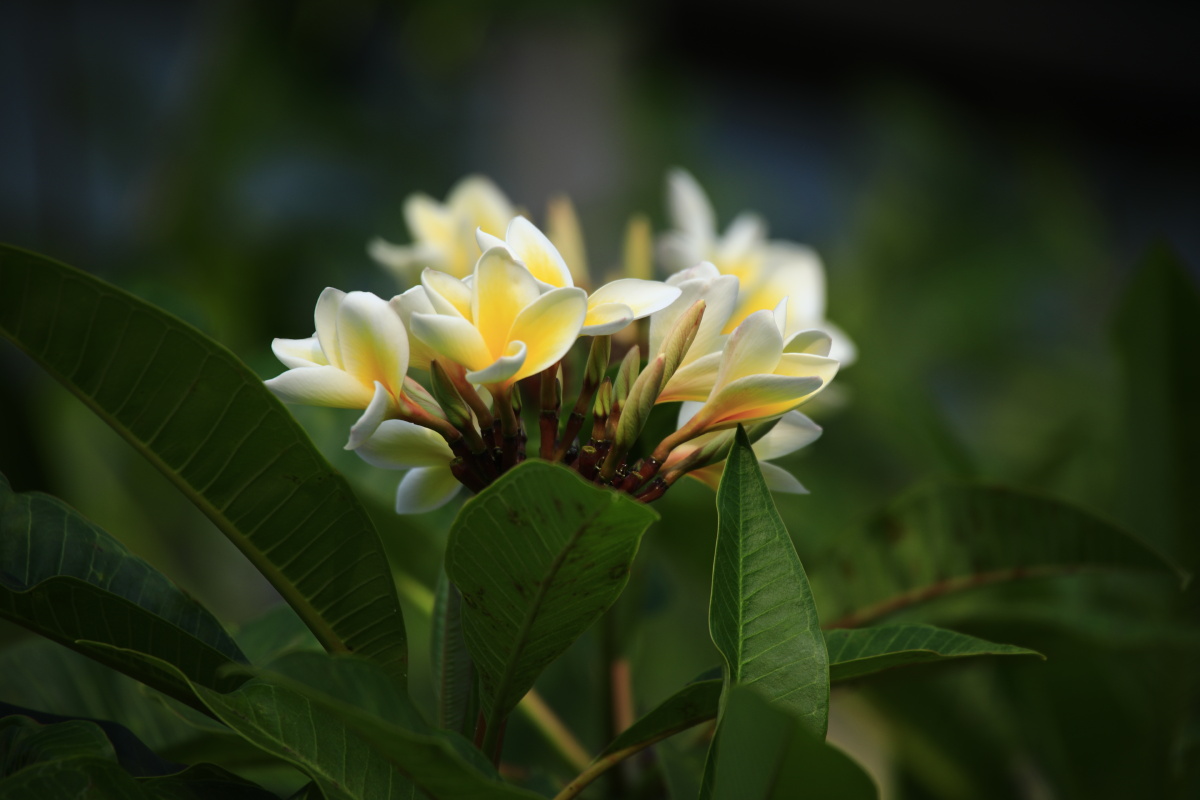 鸡蛋花〈缅栀子〉,摄于海南省陵水县〈中信香水湾.