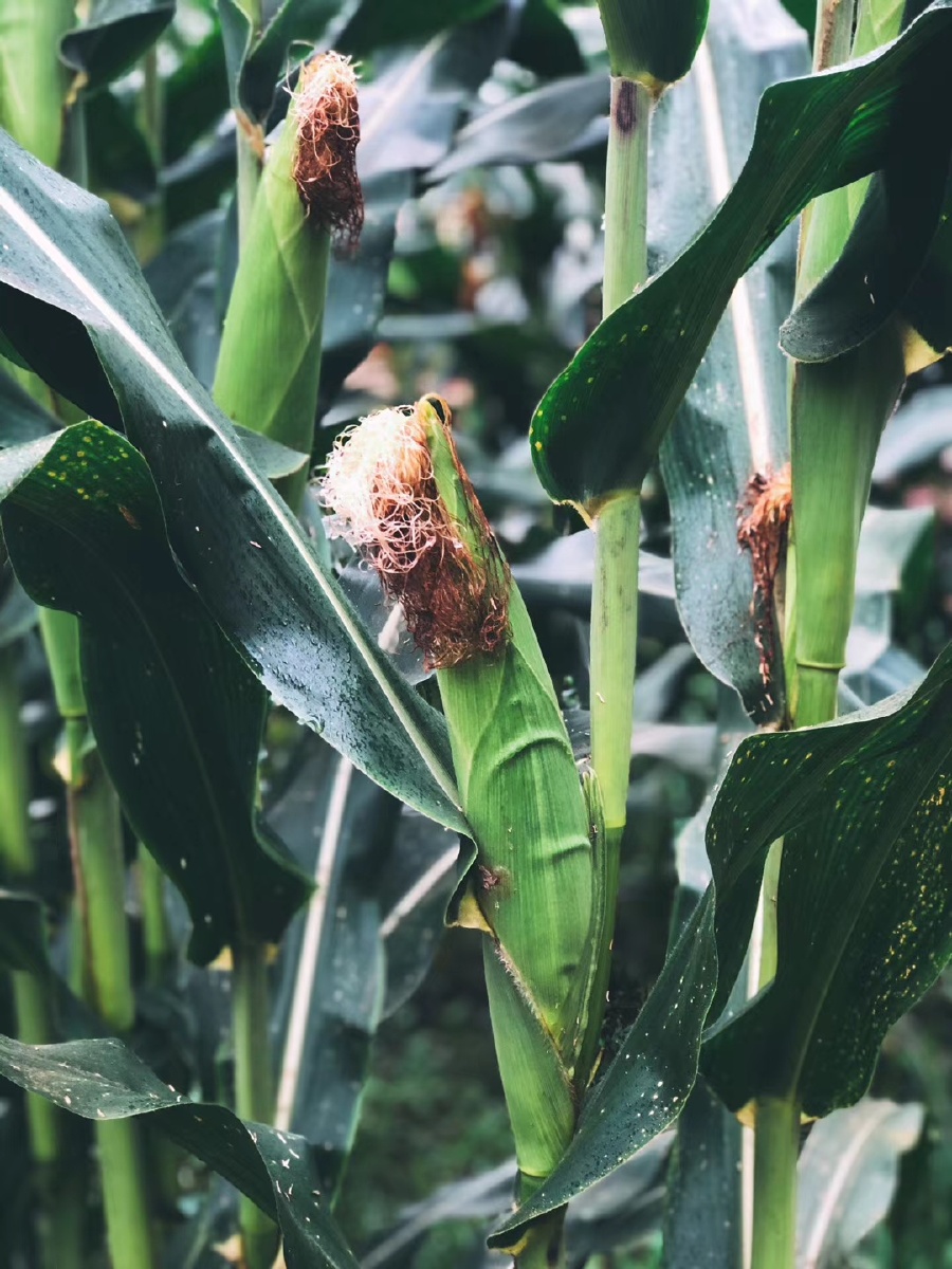 小时候乡愁是一枚小小的邮票,长大乡愁是一座座坟墓.