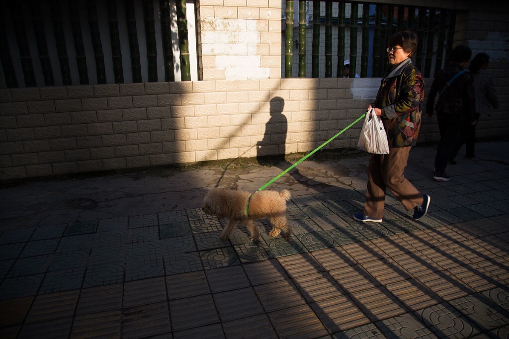 清晨 阳光洒落 城市苏醒 人们早起各自奔忙 遛狗