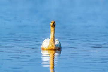 486820