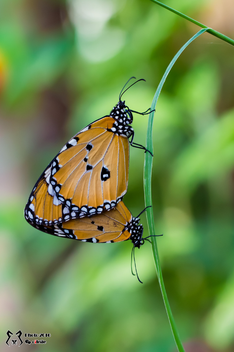 septentrionis金斑蝶 danaus chrysippus虎斑蝶(黑脉桦斑蝶) danaus