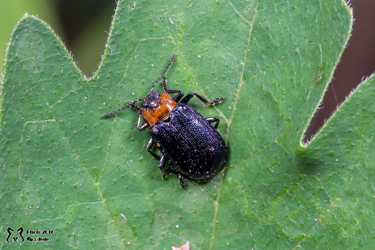 几种甲虫求赐名