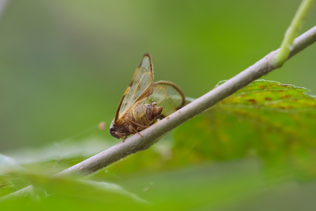 透明疏广翅蜡蝉透翅疏广蜡蝉euricaniaclara