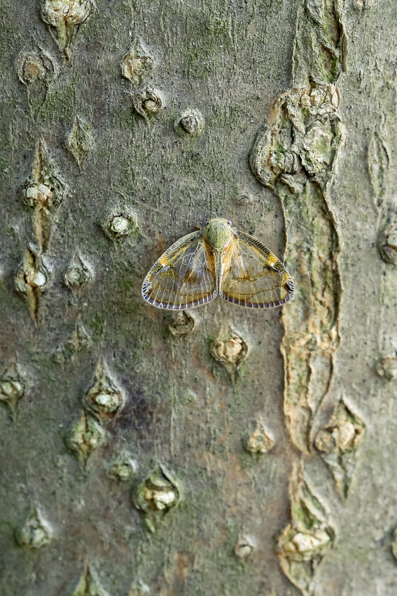 透明疏广翅蜡蝉透翅疏广蜡蝉euricaniaclara