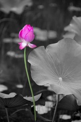 20170686-1