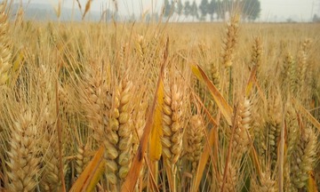 IMG_20120603_070524