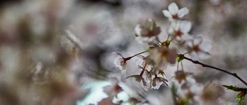 DSC00779_1