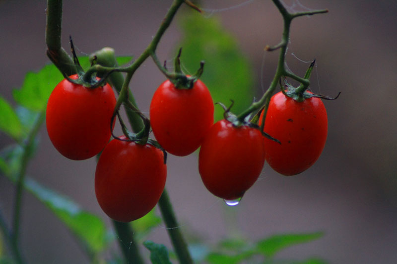 自家种的玉女果(小番茄)