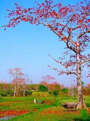 [春]-陈秀明b