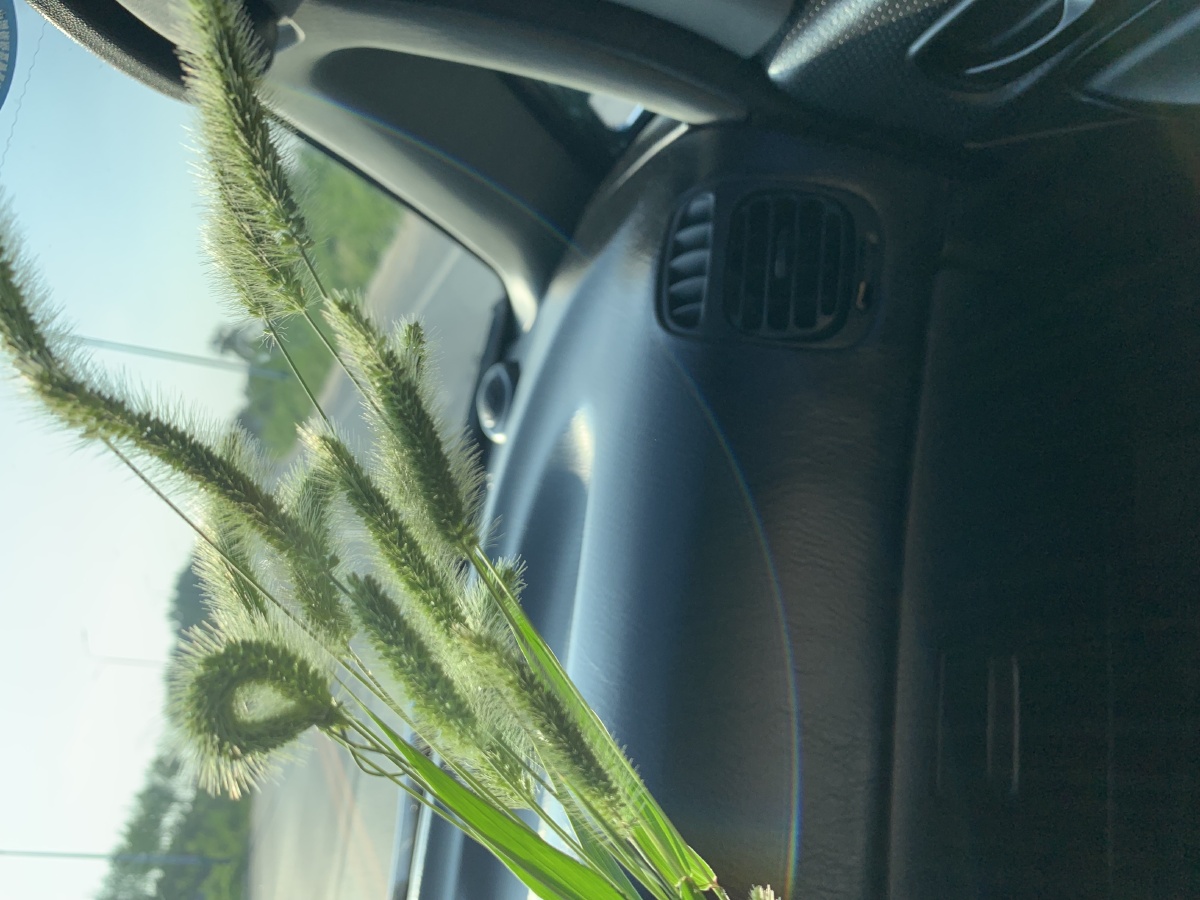 梦到摘韭菜花籽,这样的菜竟是从地上冒出来?