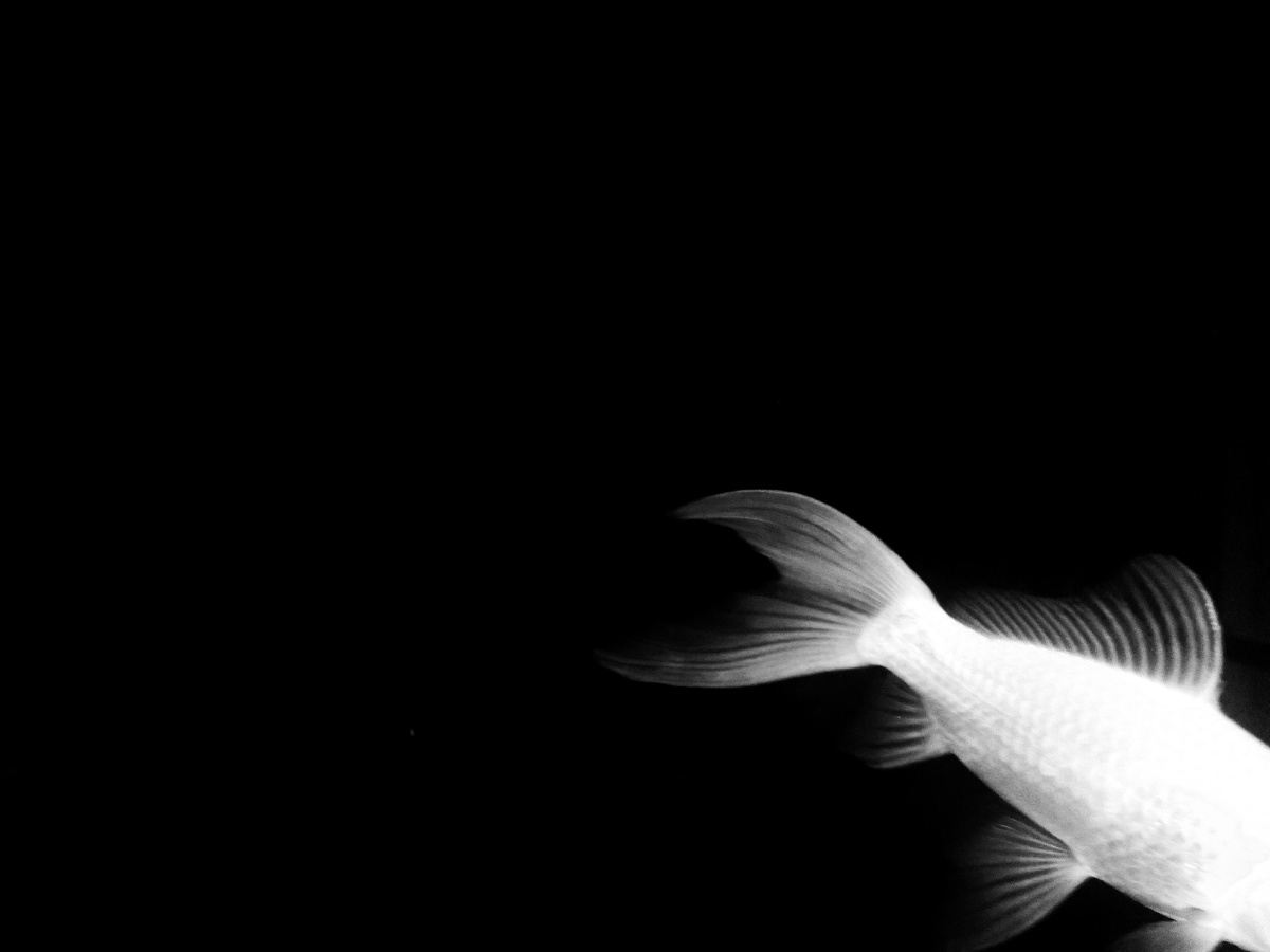 鱼仙儿 - 创意, 黑白, 极简, 手机 - 安安-Ww - 图虫