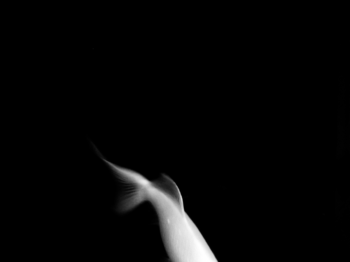 鱼仙儿 - 创意, 黑白, 极简, 手机 - 安安-Ww - 图虫