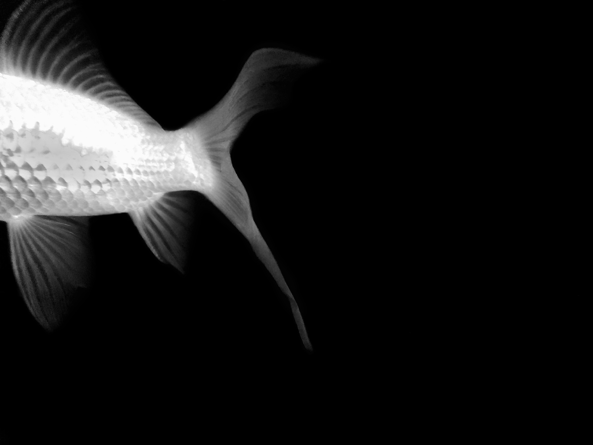 鱼仙儿 - 创意, 黑白, 极简, 手机 - 安安-Ww - 图虫