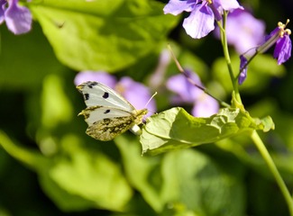 _DSC7515