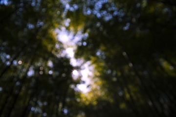 竹林深处2
