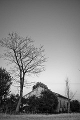 黑树白天