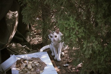野猫一只